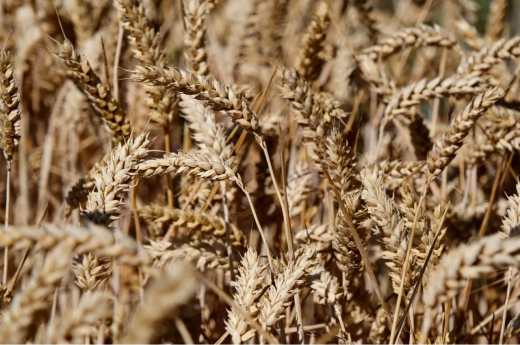 Phosphoric acid production is related to food security