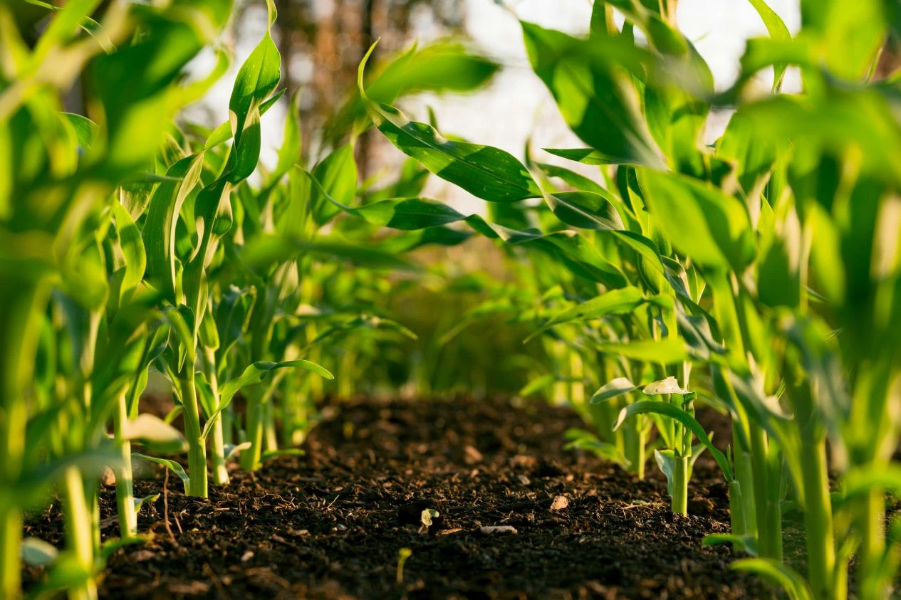 L'application d'engrais phosphatés en agriculture